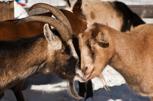 An Alpine And Oberhasli Goat Kissing On A Winter Day