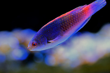 Wall Mural - Bluehead Fairy Wrasse - (Cirrhilabrus cyanopleura)