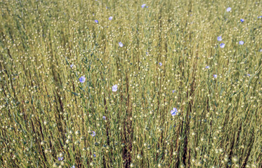 Sticker - Budding and blooming common flax plants from close