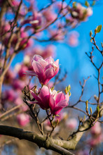 Flowering Magnolia Trees. Large White-pink Flowers On Branches