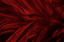 Full Frame Shot Of Red Feather
