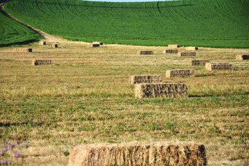 Wall Mural - field with bales of straw