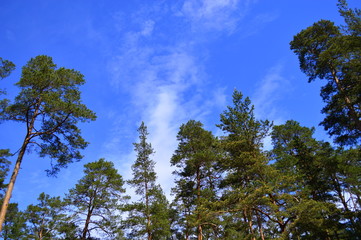 Wall Mural - trees and blue sky