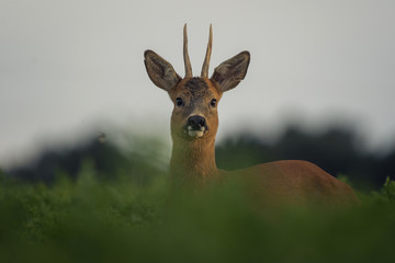 Wall Mural - portrait of deer