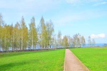 Wall Mural - trees in the park