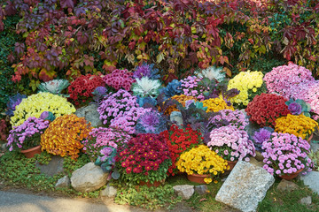 Wall Mural - Decorative composition of fresh chrysanthemum flowers, autumn bouquet. Ornamental design with colorful flowers of chrysanthemums. Multicolored chrysanthemums in autumn Iasi botanical garden, Romania.