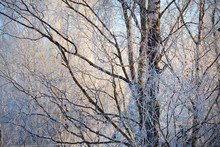 Snow-covered Birch Trees Close-up. Clear Blue Sky. Sunny Winter Day. Latvia