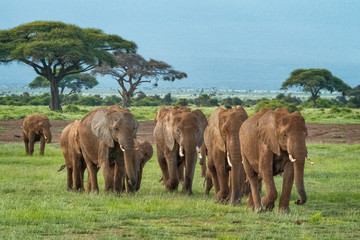 Elephant Herd Amboseli National Park Kenya