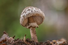 Close-Up Of Mushroom Growing On Land