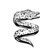 Vector Hand Drawn Iluustration Of Moray Eel Isolated. Tattoo Artwork.  Template For Card, Poster, Banner, Print For T-shirt, Pin, Badge, Patch.