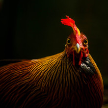 Close-Up Portrait Of Rooster At Farm