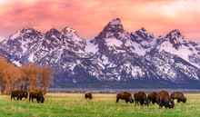Herd Of American Bison Grazing Field With Snowcapped Mountains In Background 