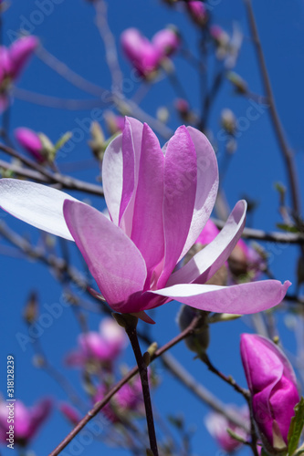 Pink magnolia flower.