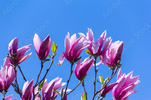 Pink magnolia flower.