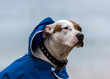 © Gary - Pitbull dog in the rain, Sydney Australia