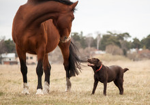 Horse And Dog Standing On Field