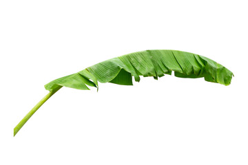 Wall Mural - banana leaf isolated on white background, File contains a clipping path