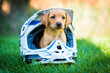 Adorable yellow labrador vizsla mix puppy sits in dirt biking helmet on lawn
