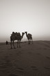 © bikram - Camel evening Time in thar desert