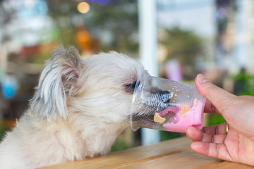 Dog so cute eat a ice cream feed pet owner