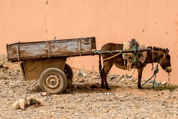 Poster - Closeup shot of a donkey with a load on its back standing next to a coral wall