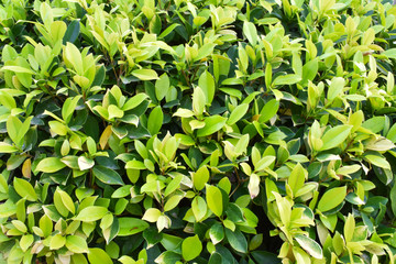 Wall Mural - background of green leaves