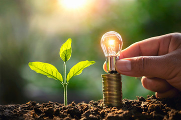 Wall Mural - hand holding lightbulb money stack and young plant in nature. idea saving energy and accounting fina
