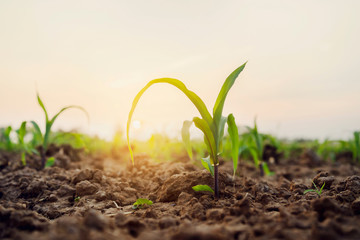 Wall Mural - Green corn on field with sunrise. Agricultural concept