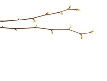 Close-up Of  Two  Linden Branches  With Young Buds Isolated On White Background.