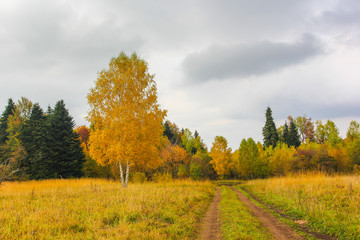 autumn tree in the fields