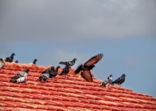 Low Angle View Of Pigeons On House Roof