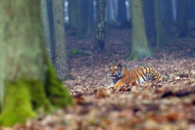 The Siberian Tiger (Panthera Tigris Tigris), Also Called Amur Tiger (Panthera Tigris Altaica) Lies In The Forest. Young Tiger In Natural Environment.