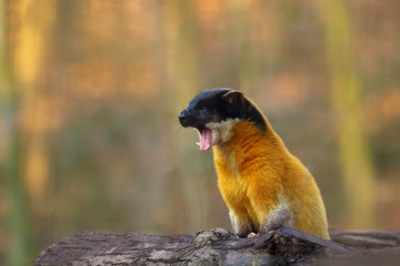 Sticker - The yellow-throated Marten (Martes flavigula) standing on a tree trunk in natural habitat. Big asian marten in forest.Great asian marten with open mouth with colorful background.