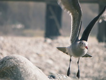 Close-Up Of Seagull Taking Off At Beach