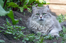 The Cat Is Lying In The Garden. A Gray Cat With Stripes Hides From The Sun In The Shade. Fluffy Cat With Long Hair.