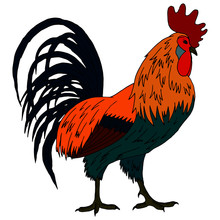 Drawing Of A Rooster In Bright Colors, Isolate On A White Background