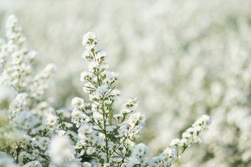 Wall Mural - Closeup image of a beautiful Cutter flower field