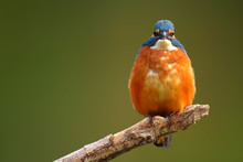 Common Kingfisher (Alcedo Atthis) European Kingfisher Bird In Natural Habitat, Close Up Photo With Blurry Background