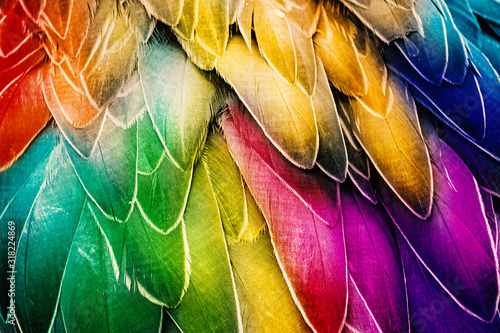 Obrazy kolorowe  kolorowe-upierzenie-ptakow-pioro-tlo-dla-projektow-graficznych