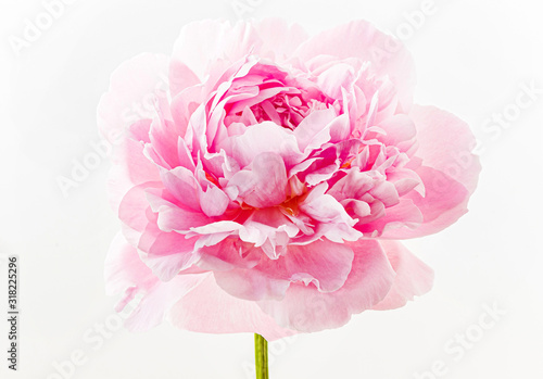 fresh-peony-flower-on-the-white-background