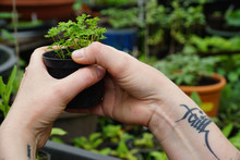 Cropped Image Of Tattooed Hands Holding Potted Plant In Yard
