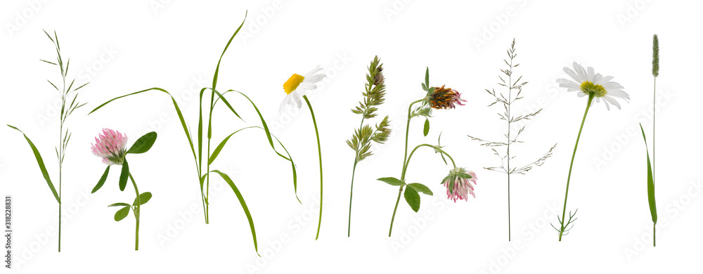 Stems of various meadow grass and flowers on white background - obrazy, fototapety, plakaty 