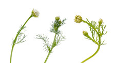 Three Stems Of Camomile With Unopened Buds On White Background