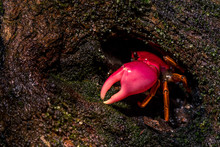 Pink Forest Crab
