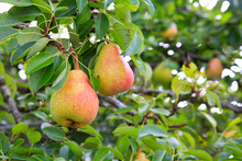 Ripe Organic Cultivar Pears In The Summer Garden.