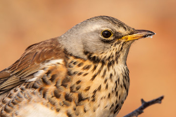 Fieldfare (Turdus pilaris) brown spotted thrush bird close up, turdidae family