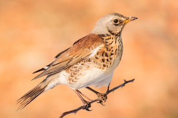 Fieldfare (Turdus pilaris) brown spotted thrush bird close up, turdidae family