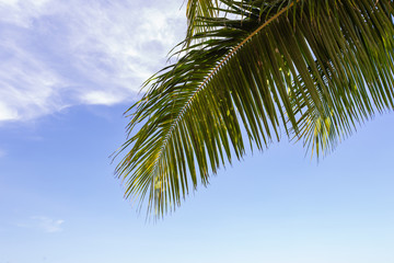 Palm tree leaf and blue sky at the tropical sea on sunshine day.