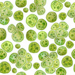 Unicellular green algae chlorella spirulina with large cells single-cells with lipid droplets. Watercolor seamless pattern macro microorganism bacteria for cosmetics biological biotech design, biofuel