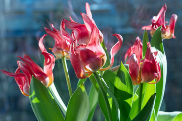 Sticker - Bouquet of red tulip flowers